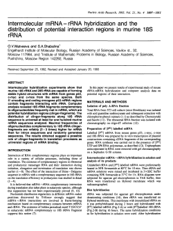 Intermolecular mRNA-rRNA hybridization and the distribution of
