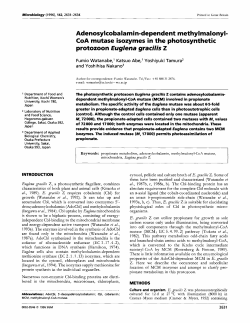 Adenosylcobalamin-dependent methylmalonyl- CoA