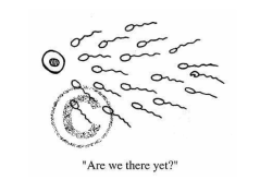 How many chromosomes?