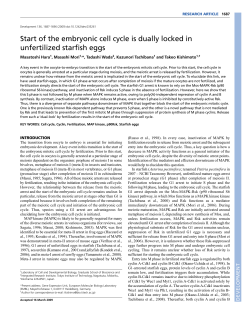 of the embryonic cell cycle is dually locked
