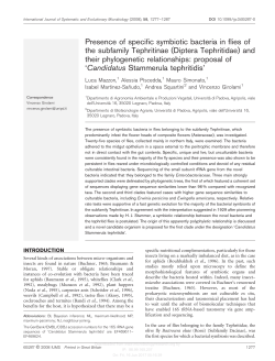 Presence of specific symbiotic bacteria in flies of the subfamily