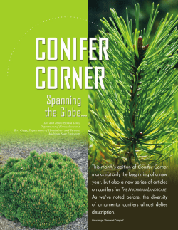 This month`s edition of Conifer Corner marks not only the beginning