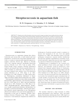 Streptococcosis in aquarium fish