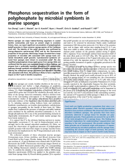 Phosphorus sequestration in the form of polyphosphate by