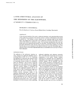 a fine structural analysis of the epidermis of the earthworm