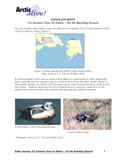EIDER JOURNEY It`s Summer Time for Eiders