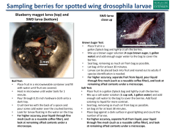 Sampling berries for spotted wing drosophila larvae