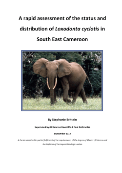 A rapid assessment of the status and distribution of Loxodonta