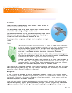 Peregrine Falcon