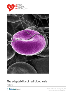 The adaptability of red blood cells | SpringerLink