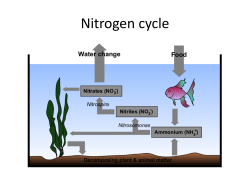 Nutrient cycles notes