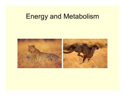 Energy and Metabolism