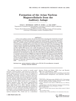 Formation of the avian nucleus magnocellularis from the auditory