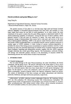 Starch synthesis and grain filling in rice