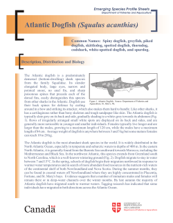 Dogfish - Department of Fisheries and Aquaculture