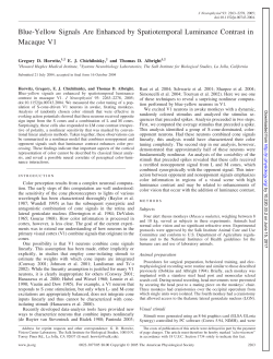 Blue-Yellow Signals Are Enhanced by Spatiotemporal Luminance