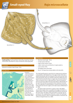 Small-eyed Ray - The Shark Trust