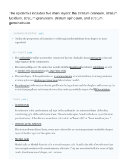 The epidermis includes five main layers: the stratum