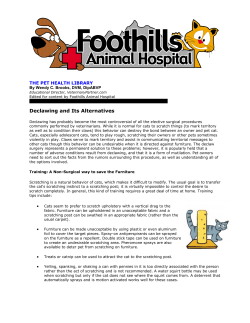 Feline Tendonectomy - Foothills Animal Hospital