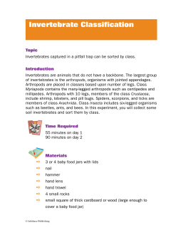 Invertebrate Classification