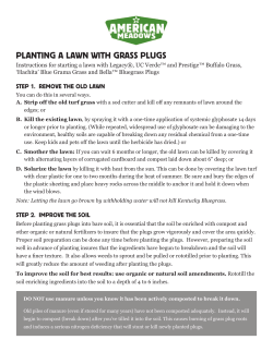 planting a lawn with grass plugs