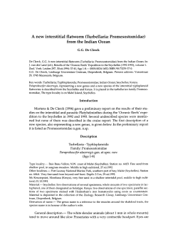 A new interstitial flatworm