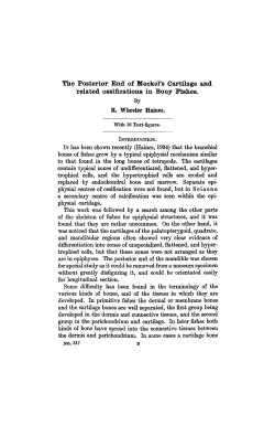The Posterior End of Meckel`s Cartilage and related ossifications in