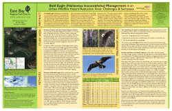 Bald Eagle - East Bay Regional Park District