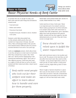 Basic Physical Needs of Beef Cattle
