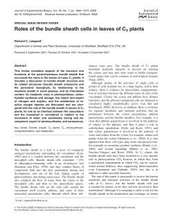 Roles of the bundle sheath cells in leaves of C3
