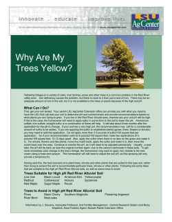 My-Trees-Yellow PDF