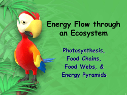 Energy Flow Through an Ecosystem