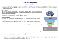 the developing brain