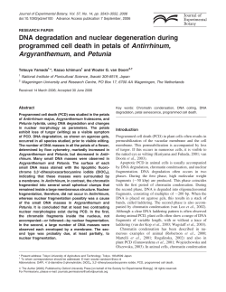 DNA degradation and nuclear degeneration