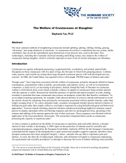 The Welfare of Crustaceans at Slaughter