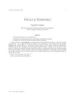 Phylum Porifera