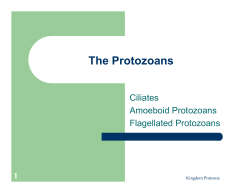 The Protozoans
