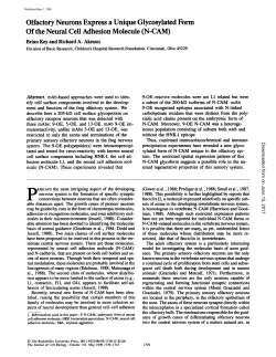 N-CAM - The Journal of Cell Biology