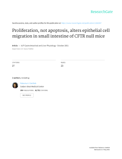 Proliferation, not apoptosis, alters epithelial cell migration in small