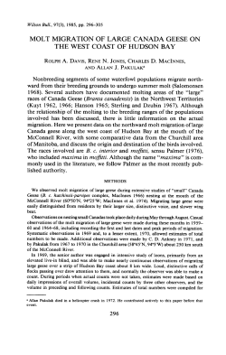 molt migration of large canada geese on the west coast of hudson bay