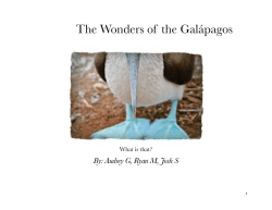 Animals on the Gal&aacute;pagos Islands!
