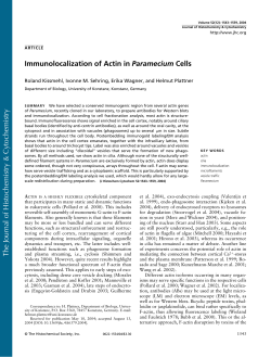 Immunolocalization of Actin in Paramecium Cells