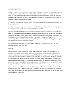 HAY! HOW ABOUT HAY! A rabbit`s diet is very important. Many