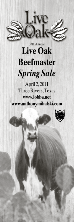 Live Oak Beefmaster Spring Sale - Live Oak Beefmaster Breeders