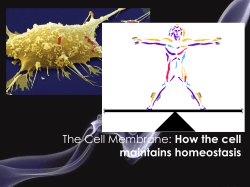 The Cell Membrane: How the cell maintains homeostasis