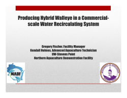 Producing Hybrid Walleye in a Commercial