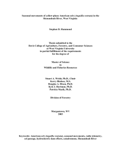 Seasonal movement of yellow-phase American eels