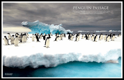 penguin passage