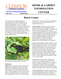 Bunch Grapes - Clemson University