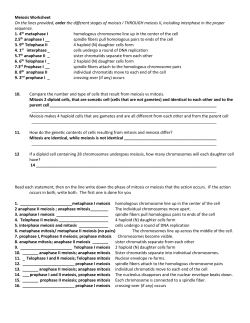 Meiosis Worksheet On the lines provided, order the